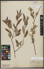 Foto von Salix alba subsp. vitellina (L.) Arcang.
